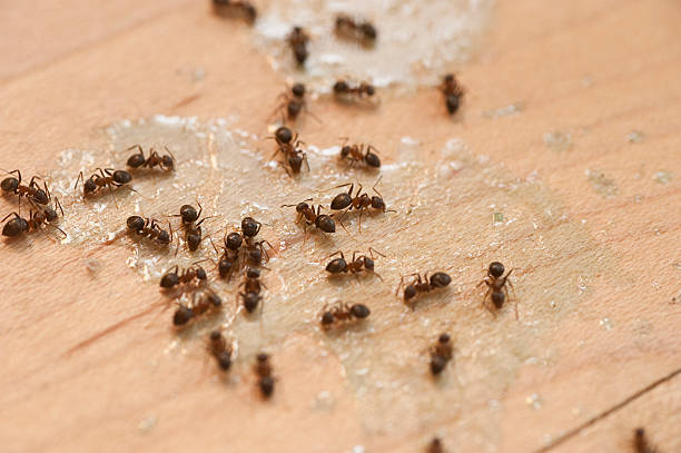 Best Pest Removal Services  in Monroe, GA