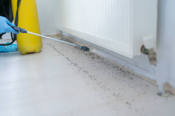 Best Wasp Removal Services  in Monroe, GA
